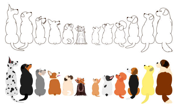 viele hunde, die in zwei reihen seitlich nachschlagen - color image retriever illustration technique horizontal stock-grafiken, -clipart, -cartoons und -symbole