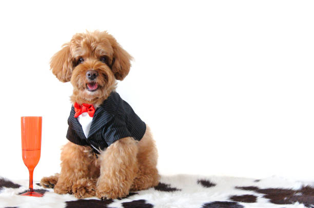 A brown poodle dog A brown poodle dog wearing tuxedo with a red color wine glass isolated on white background that have space for text. dog tuxedo stock pictures, royalty-free photos & images