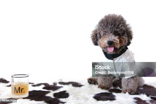 A Black Poodle Dog Wearing Tuxedo Stock Photo - Download Image Now - Abstract, Animal, Animal Body Part - iStock A Black Poodle Dog Wearing Tuxedo Stock Photo - Download Image Now - Abstract, Animal, Animal Body Part - iStock