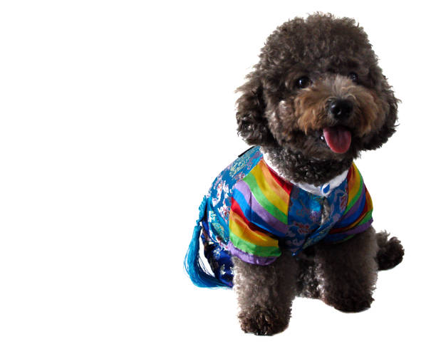 istock A black poodle wearing Korean style dress 961662930