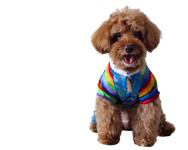 istock A smiling brown poodle wearing Korean style dress 961662998