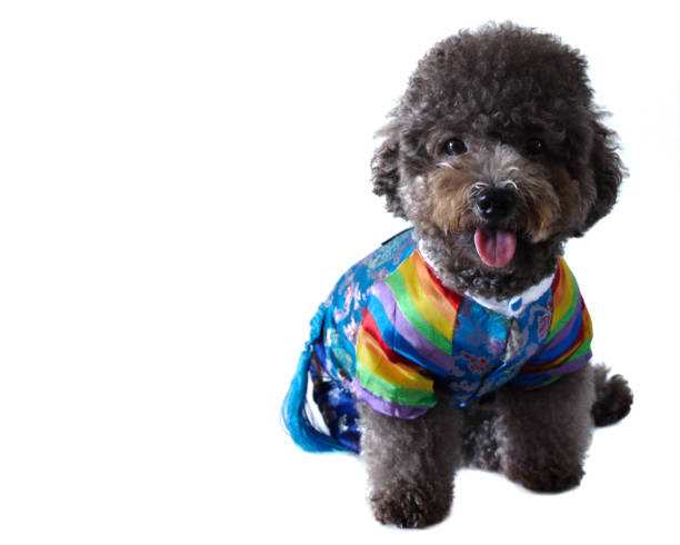 istock A black poodle wearing Korean style dress 961663014
