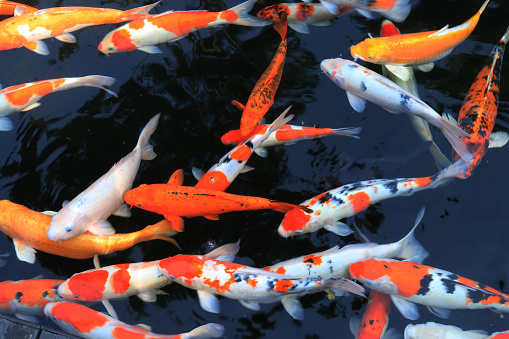 Beautiful Koi fish in the pond