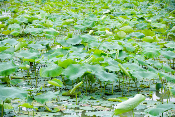 istock Lotus flower leaves in a pond 961664832
