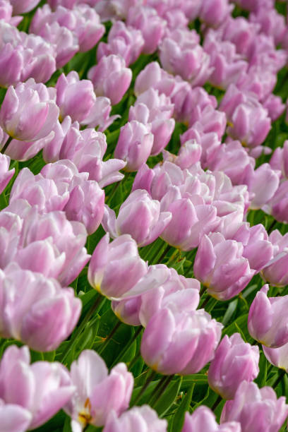 istock Bed of Dutch Pink Tulips 961669248