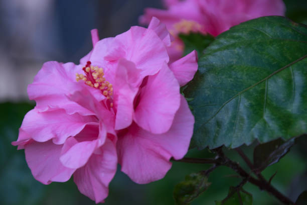 istock Close up of the Pink flowers 961669366