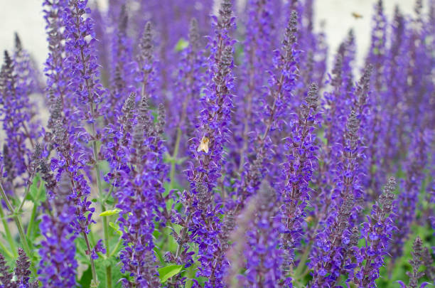 istock Bee in the purple flowers 961672748