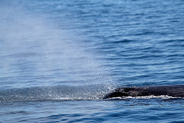 istock Blowhole of a Sperm Whale (Physeter catodon) 96167433