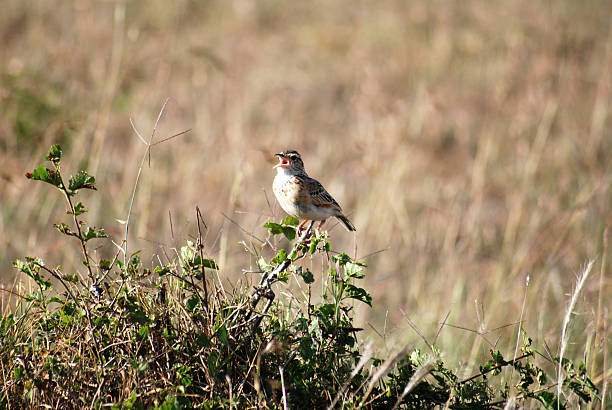 istock Bird in Masai Mara, Kenya 96167647