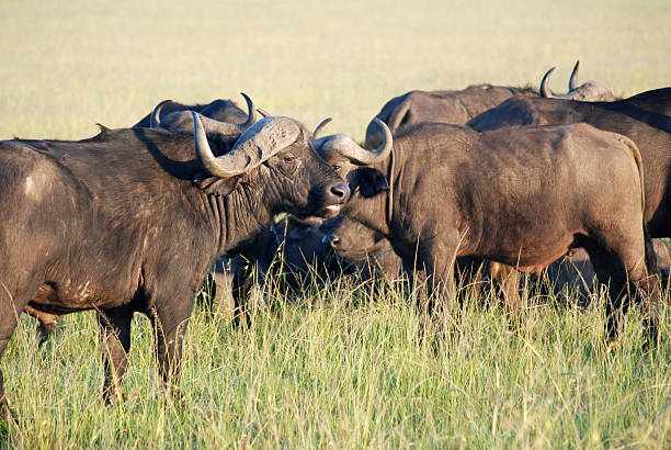 istock Cape Buffalo in the Savannah Grasslands 96167652
