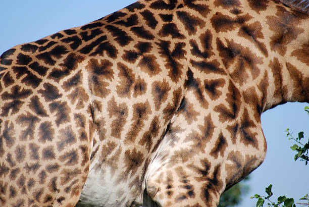 istock Giraffe Skin in masai mara 96167655