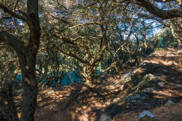 istock Olive trees in ancient orchand in Europe. Light and shadows. Trees in mountains. 961676624