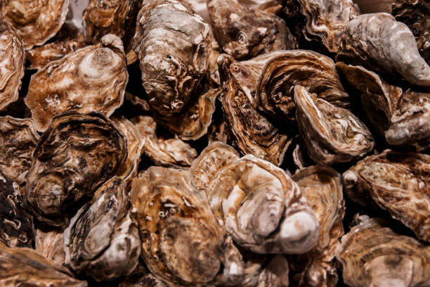 istock Oysters Background, Top View of Fresh Shell in Fish Market 961676814