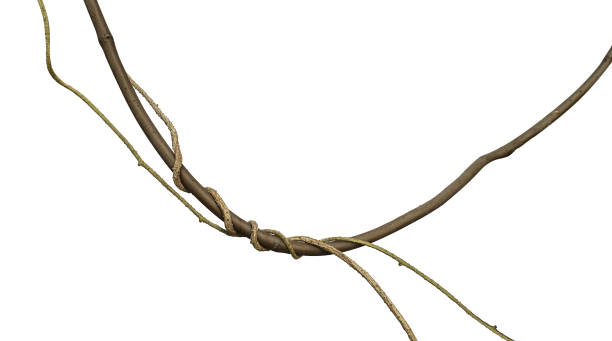 istock Twisted wild liana jungle vine isolated on white background, clipping path included 961677672