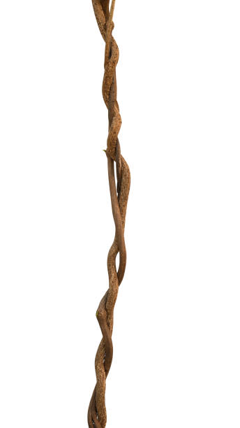 istock Twisted wild liana jungle vine isolated on white background, clipping path included 961677700
