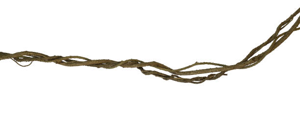 istock Twisted wild liana jungle vine isolated on white background, clipping path included 961677866