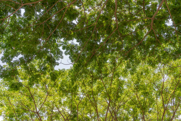 Platanus trees – free photo on Barnimages