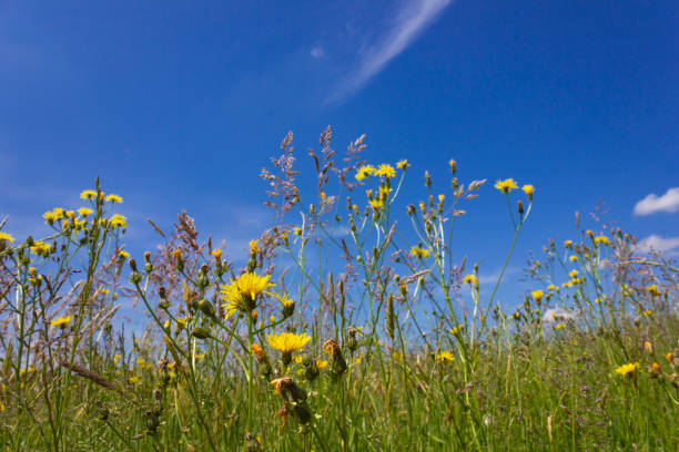 istock summer meadow dandelion grass blue sky 961681846