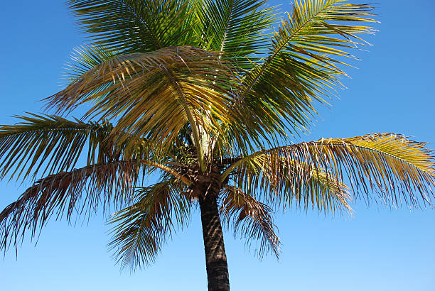 istock Beautiful palm tree in a summer day 96168291