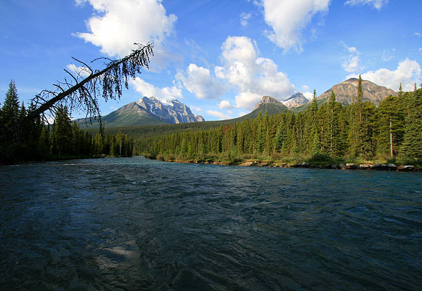 istock Bow River at Lake Louise Campground 96168326