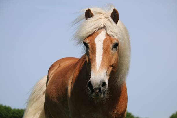 beautiful haflinger horse head portrait on the paddock