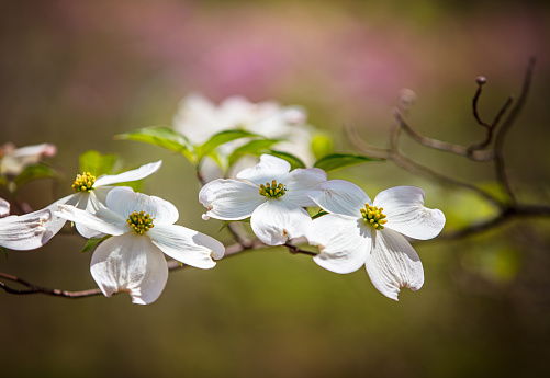 Horizontal close up of white fragrant flower petals with stamen of magnolia tree in bloom at spring Australia