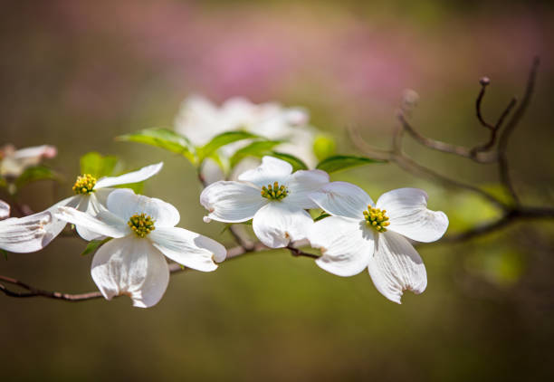 Dogwood Branch with Blossoms The springtime blossoms on a dogwood tree. dogwood trees stock pictures, royalty-free photos & images