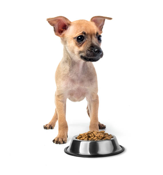 istock Puppy toy Terrier eating food 961687122
