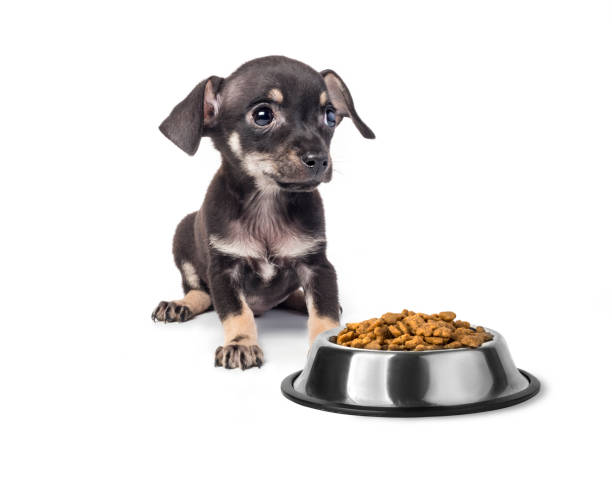 istock puppy toy Terrier 961687134