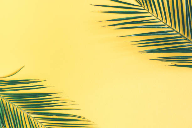 istock Tropical palm leaves on yellow background. Flat lay, top view 961689958