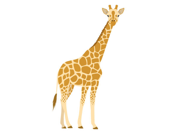 illustrazioni stock, clip art, cartoni animati e icone di tendenza di illustrazione della giraffa. - giraffa ungulato