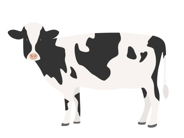 stockillustraties, clipart, cartoons en iconen met een illustratie van een koe. - cow