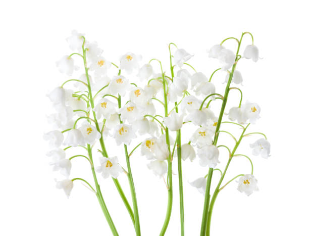istock Lilies of the Valley isolated on white background. 961691240