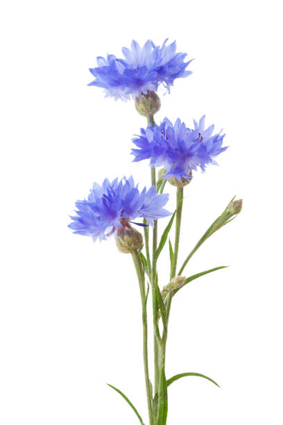 Three cornflowers isolated on white background. Three cornflowers isolated on white background. cornflower photos stock pictures, royalty-free photos & images