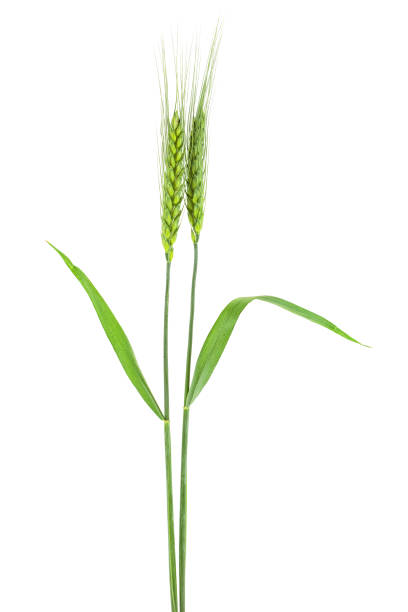 istock Green spikelets of wheat on white background 961693892
