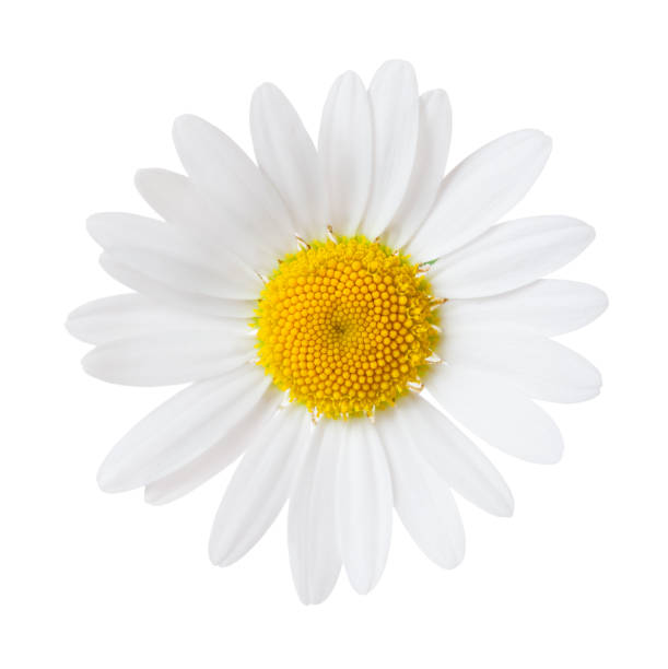 istock Close-up of Chamomile isolated on white background. Ox-Eye Daisy. 961693912