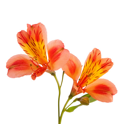 Red lily on grunge background with copy space