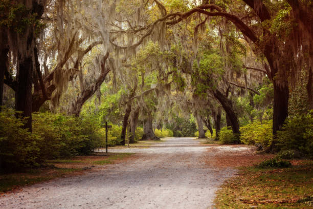 istock Lane Through Bonaventure Cemetery 961694578