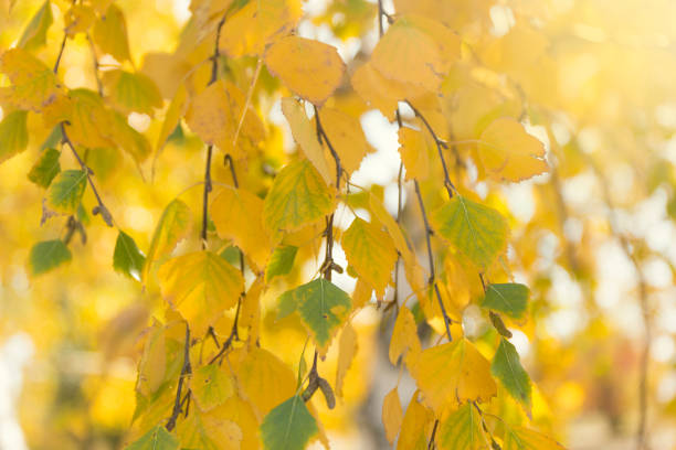 istock Yellow autumn leaves background. 961695050