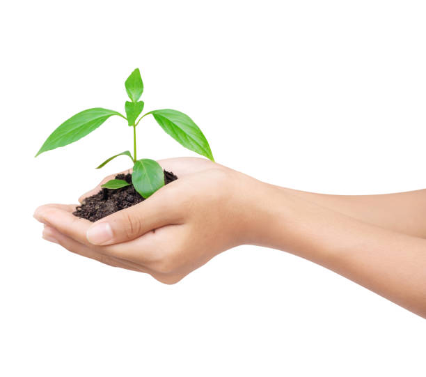 istock Hand holding a plant with black soil on white background with clipping path 961695312