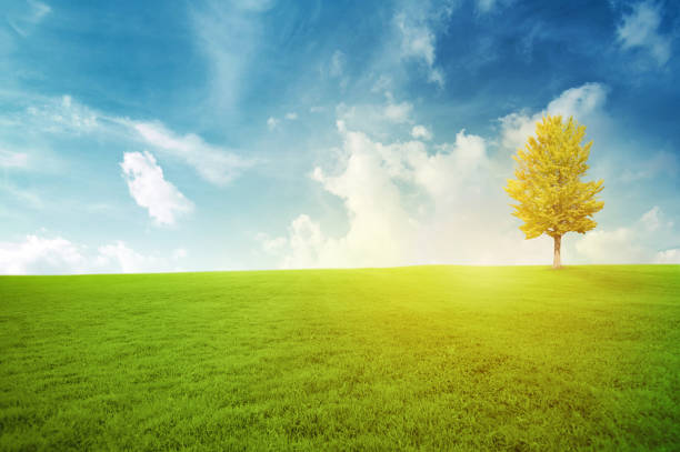 istock Green field and autumn tree under blue skywith sunlight 961695390