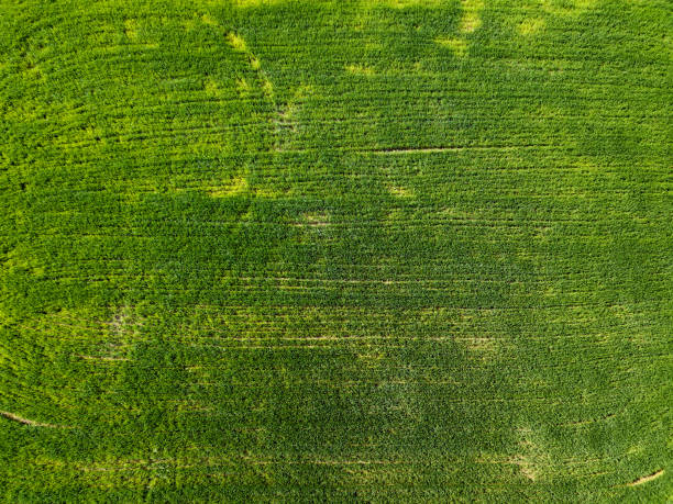 campo de vista aérea verde en el campo. foto de los aviones no tripulados - on top of grass scenics field fotografías e imágenes de stock