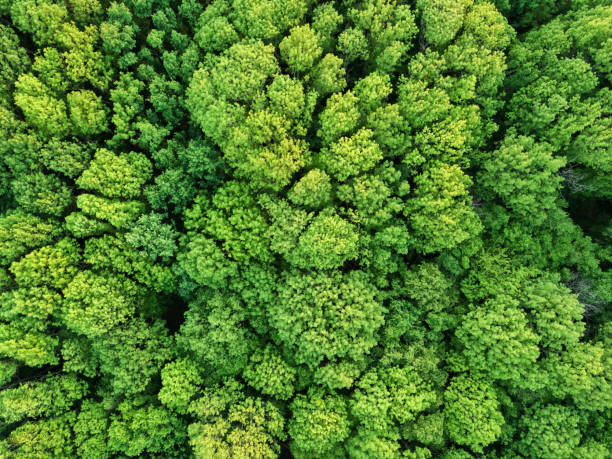 istock Aerial view beautiful deciduous forest. Photo from the drone 961695784