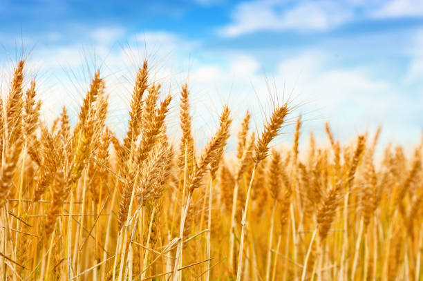 Golden wheat field in the blue sky