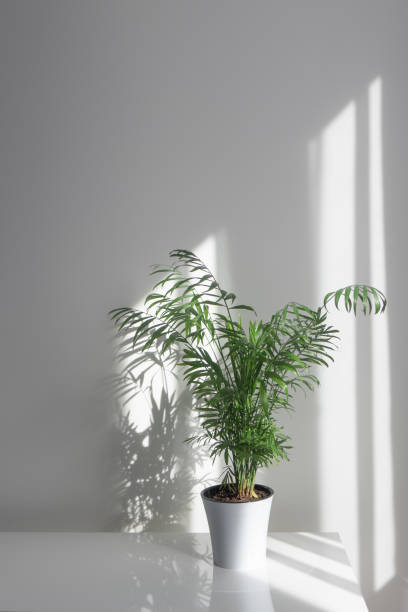 istock Green plant Areca in a flowerpot on a table against a white wall background 961696348