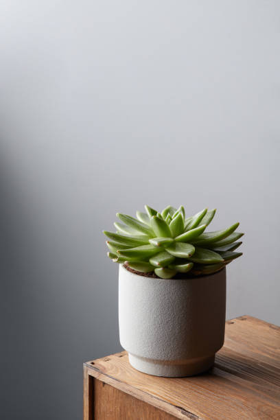 istock Succulent in pot on a wooden table on a white wall background with copy space 961696780