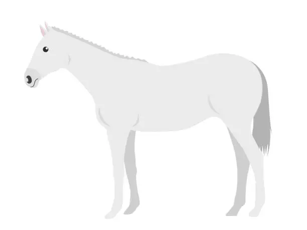 Vector illustration of a white horse.