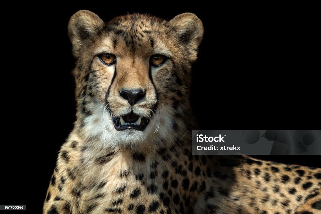 Cheetah Portrait On Black Background Stock Photo - Download Image Now -  iStock