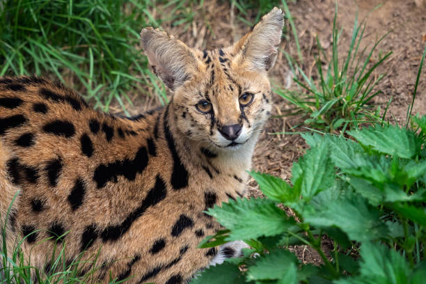istock Serval cat (Leptailurus serval) beautiful animal and his portrait. 961700530
