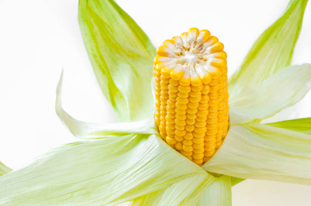 Ripe ear of corn with leaves, isolated on white background